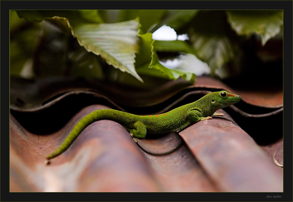 knips oder lass es sein!
