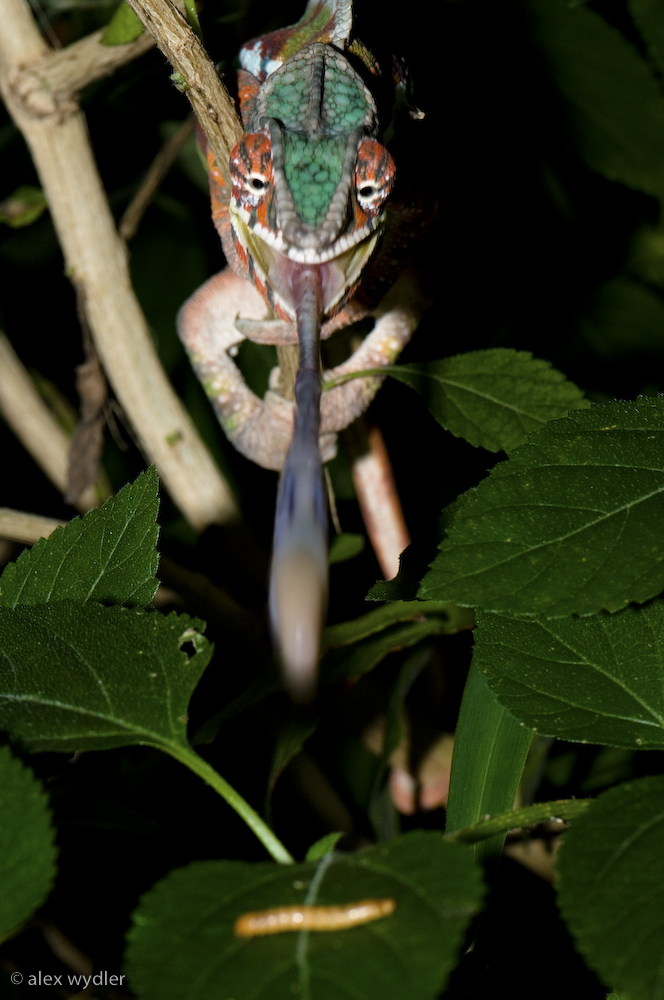 genau gezielt... ist halb gegessen!
