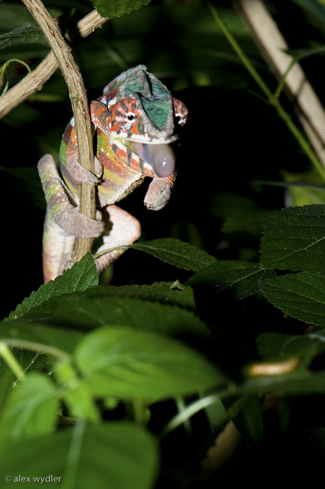 achtung! fertig! und schwups...
