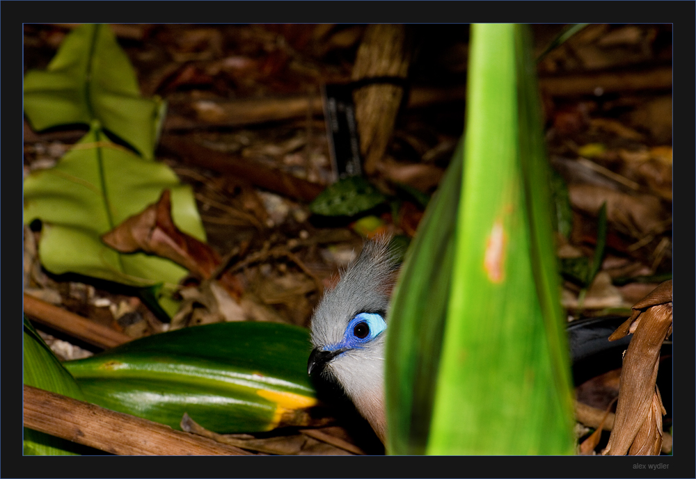 versteckspiel mit dem hauben-seidenkuckuck (coua cristata )
