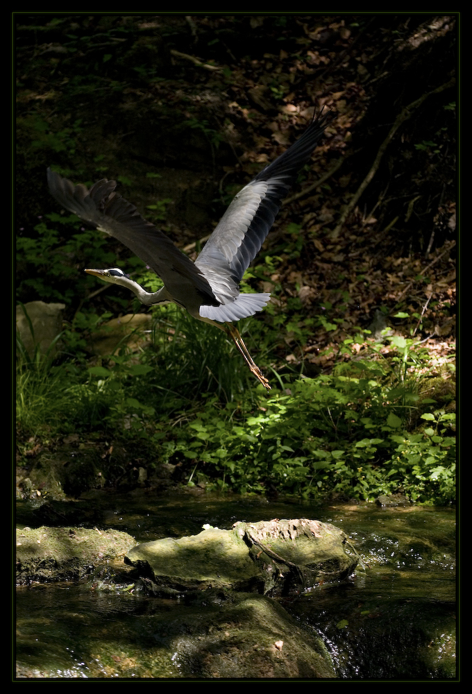 graureiher im küsnachter tobel
ein [b]nicht[/b] seltengesehener gast im küsnachter tobel. faszinierend zu sehen, wie der graureiher mit seiner grossen spannweite durch das enge tobel gleitet. 
