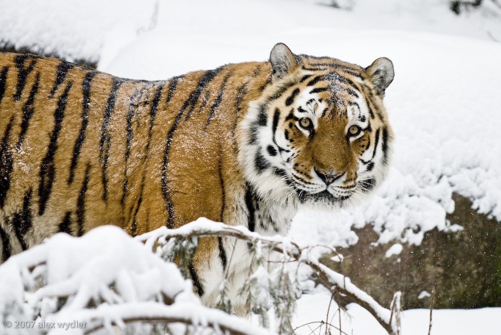 armur tiger
Schlüsselwörter: wenn's schneit beim tiger