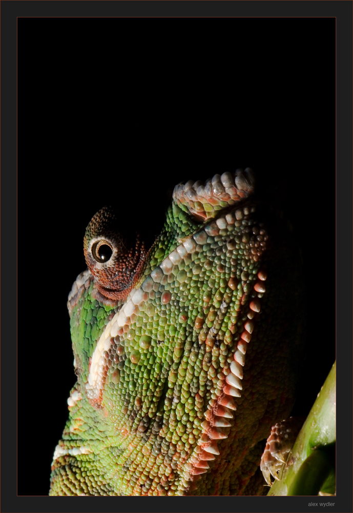 einfach nur bunt
Schlüsselwörter: panterchamäleon