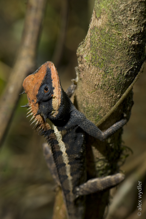 wood lizard
