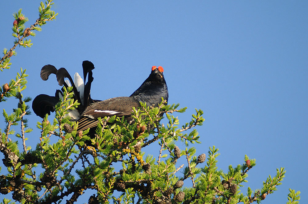 Birkhahn
Schlüsselwörter: Birkhahn, Balz,
