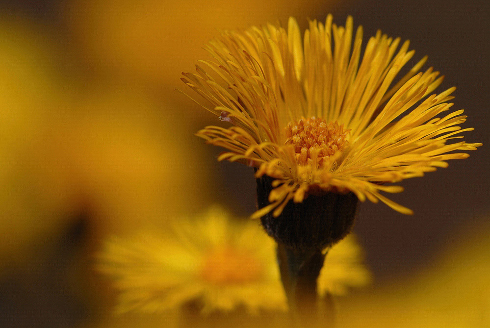 Huflattich
Schlüsselwörter: Huflattich Tussilago farfara, Frühblüer, Heilpflanze