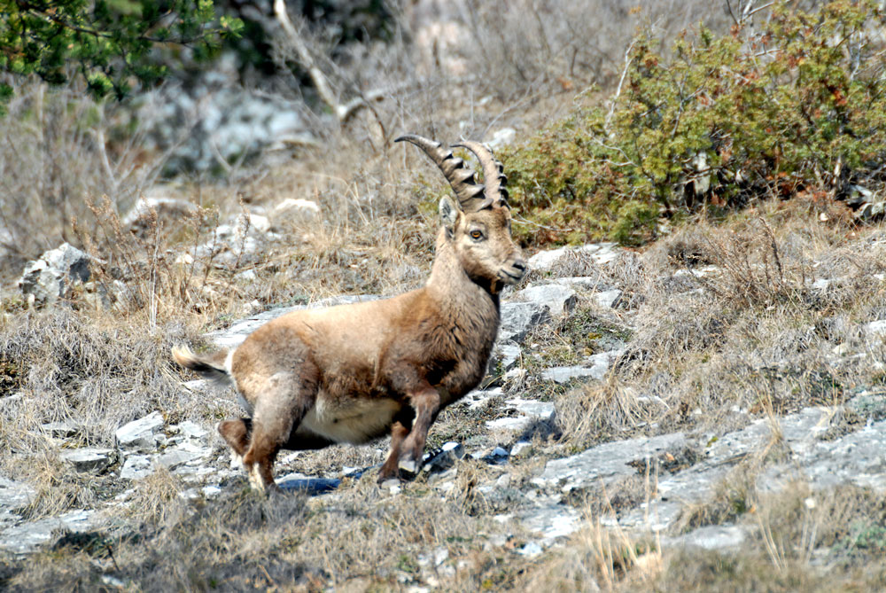  Steinbock
Schlüsselwörter: Steinbock,jung,Capra ibex,Wintereinstand,Calanda