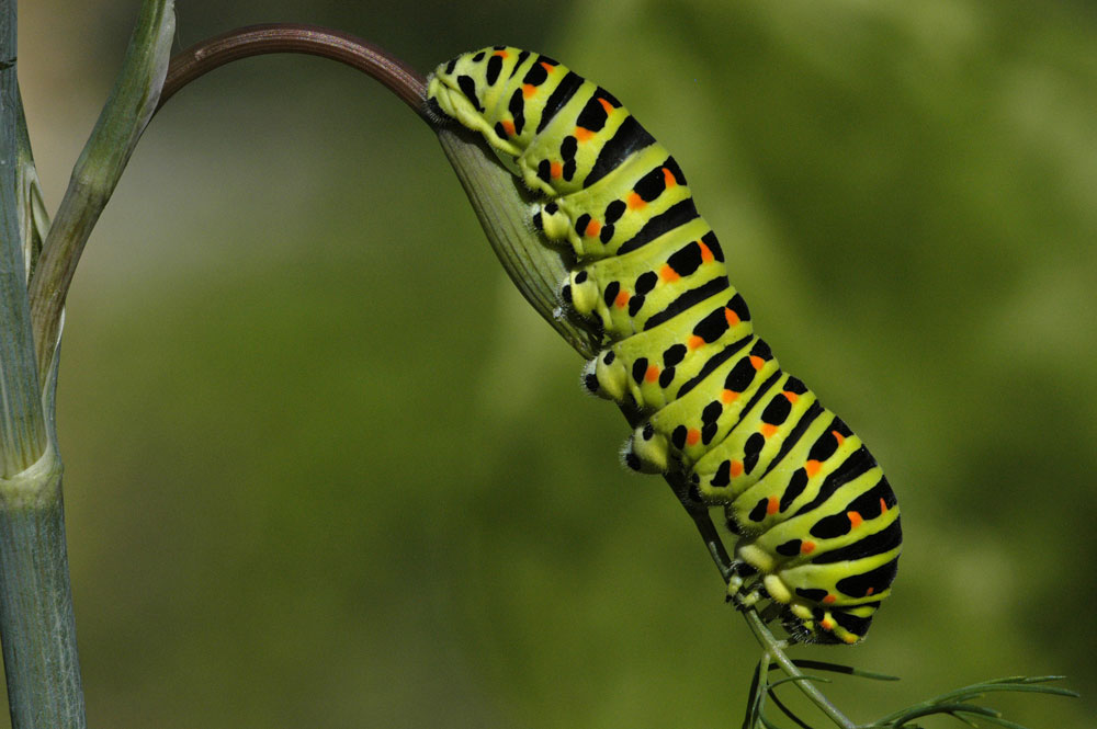 Raupe vom Schwalbenschwanz
Schlüsselwörter: raupe,schwalbenschwanz,garten,dill