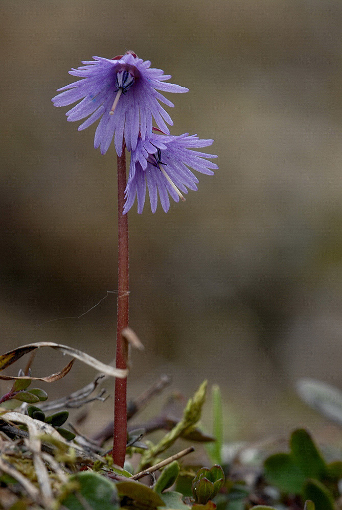 Alpensoldanelle
Schlüsselwörter: Soldanella alpina, Frühblüer, Alpenblume