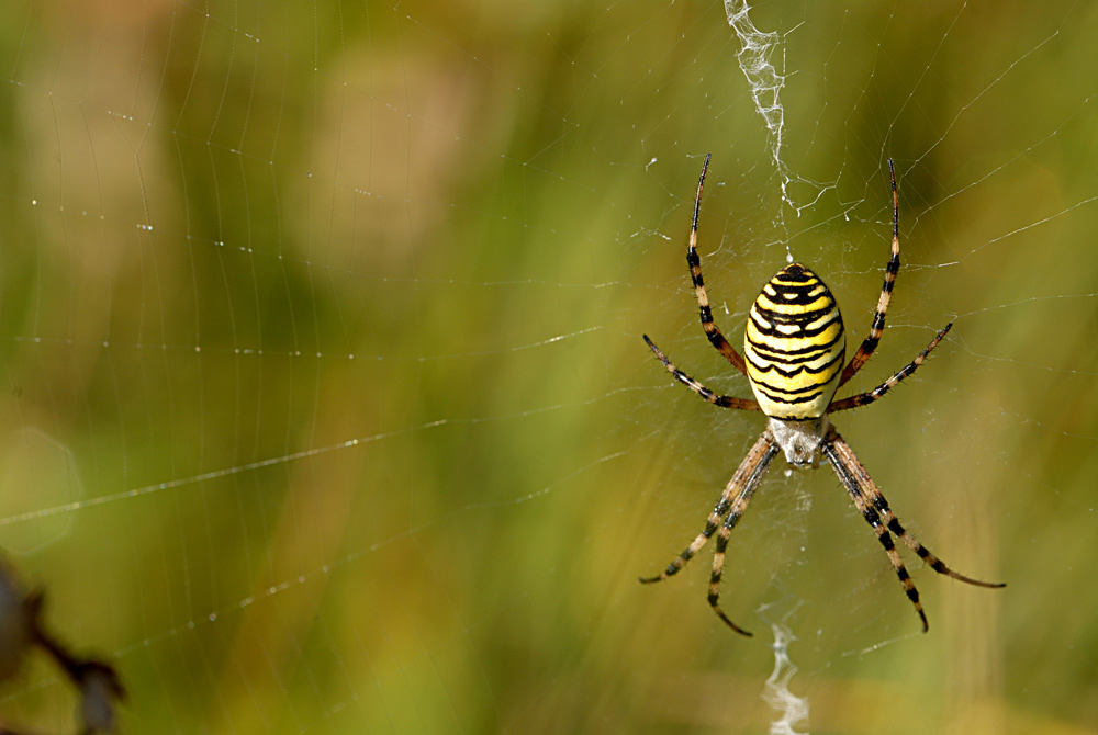 Wespenspinne
Schlüsselwörter: Wespenspinne, Tiegerspinne, Zebraspinne, Echte Radnetzspinnen,
