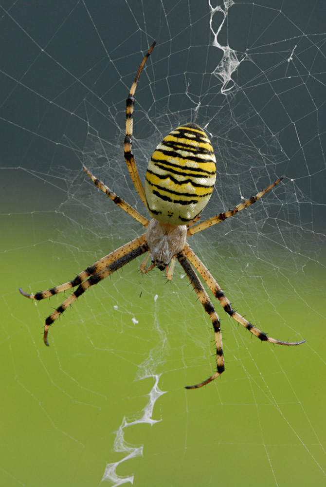 Wespenspinne
Schlüsselwörter: Wespenspinne, Tiegerspinne, Zebraspinne, Echte Radnetzspinnen,