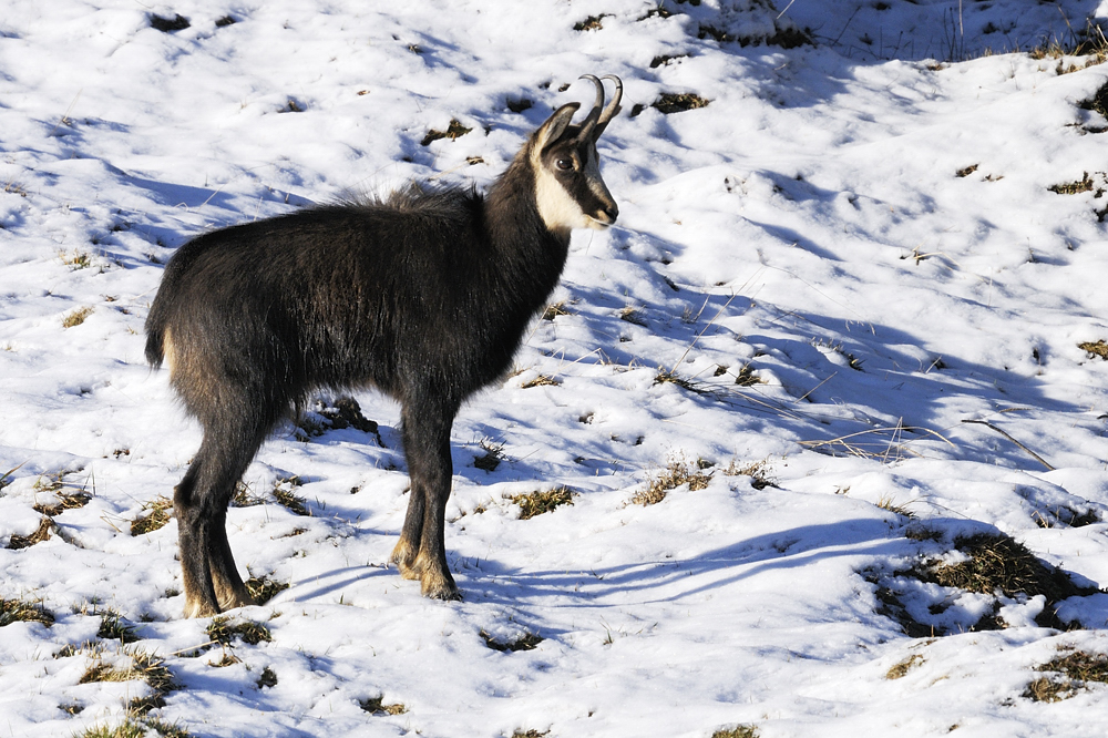  Gämsbock
Junger Gämsbock im Wintermantel
