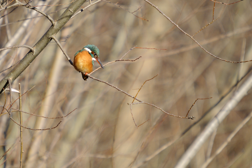Eisvogel
Mein erster Eisvogel
