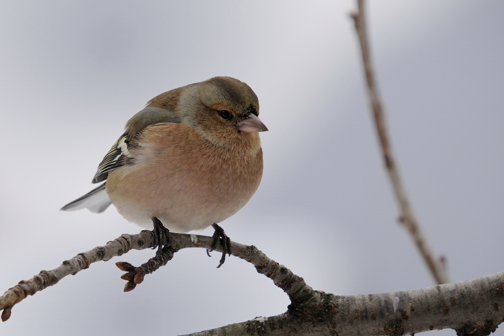 Buchfink M
Buchfink am Futterplatz
