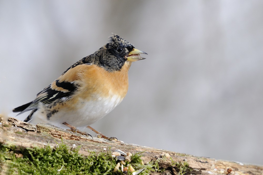 Bergfink 
Bergfink M ins Prachtskleid mausernd
