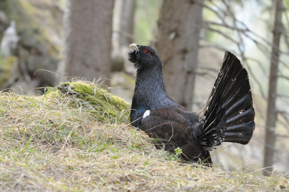 Auerhahn
Ein Naturerlebins der besonderen Art ist die Balz des Auerhahns. Um die Tiere bei der Balz nicht zu stören muss man vor dem ersten Licht des Tages im Tarnzelt sein und erst wenn alle abgestrichen sind kann man das Versteck wieder verlassen. Morgens um halb vier Uhr war ich auf dem Posten und bin bis sieben Uhr dort gewesen.
Schlüsselwörter: Auerhahn, Balz, Auerhahnbalz,