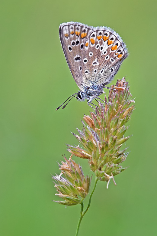 Hauhechelbläuling
einer der häufigsten Bläulinge.
Schlüsselwörter: schmetterling, bläuling