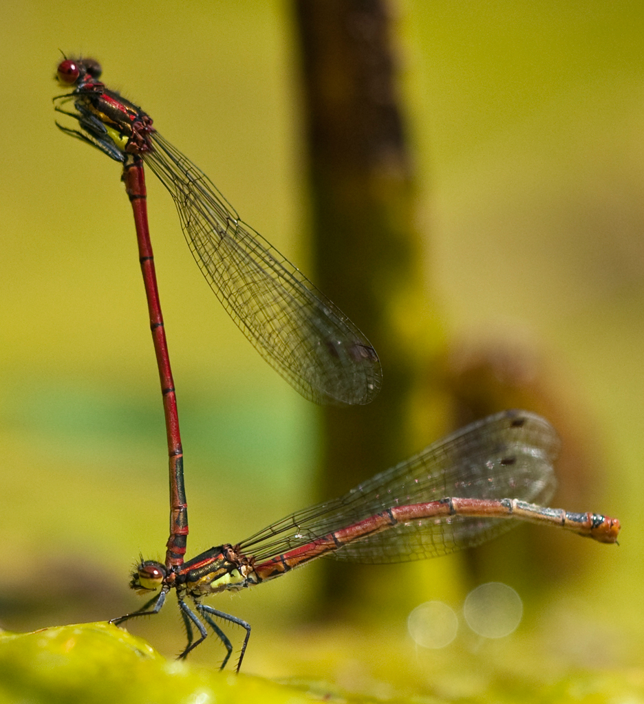 Adonislibelle bei Eiablage (Coenagrion-Typ)
Schlüsselwörter: Libelle, frühe Adonislibelle