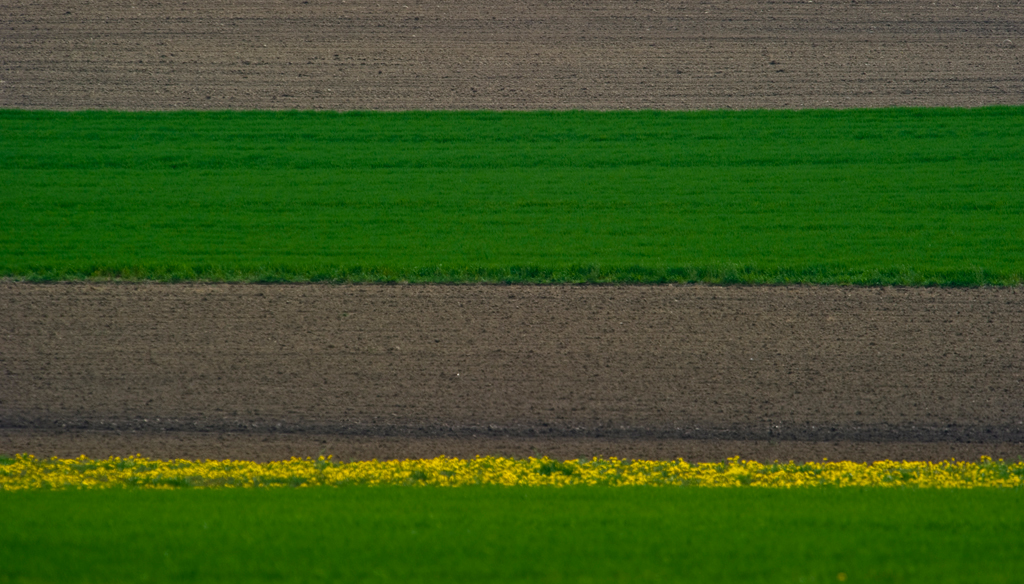 Agrarlandschaft im Wauwiler Moos
Schlüsselwörter: Agrarlandschaft, Wauwiler Moos, Wiese, Löwenzahn, Acker