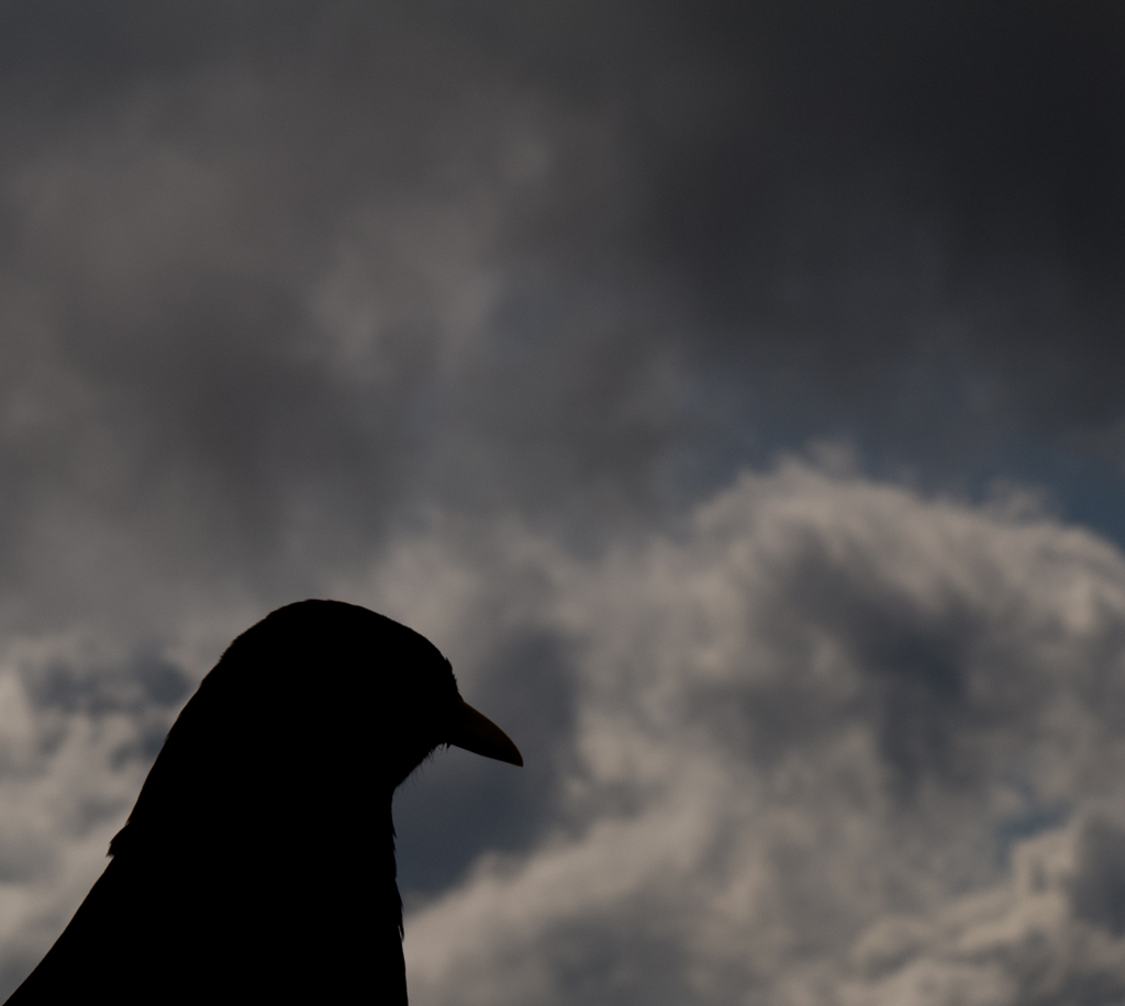 Alpendohle auf dem Hengst
