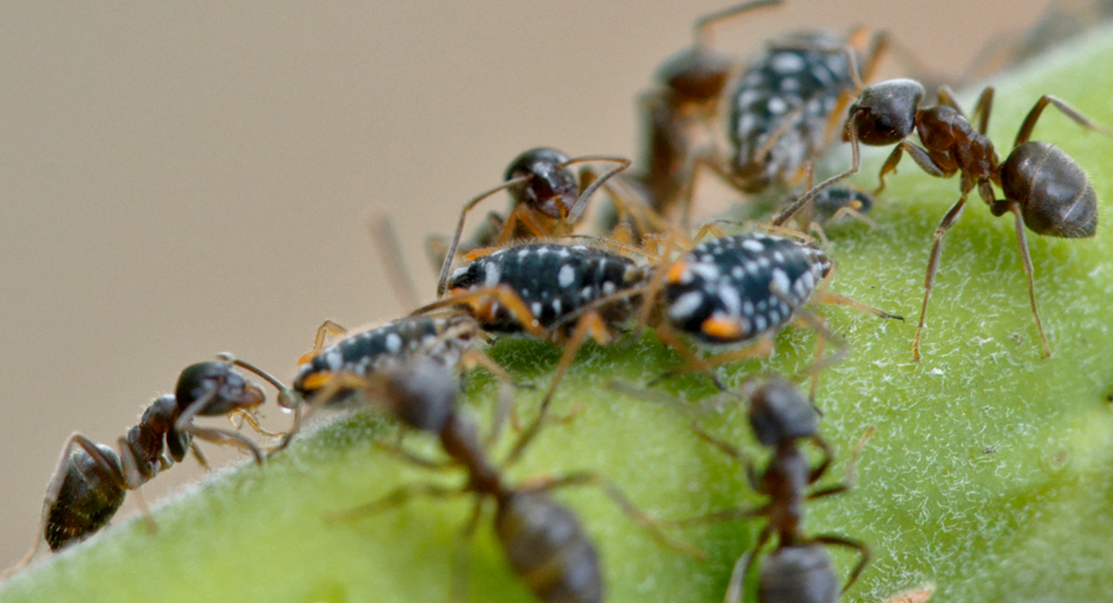 Nutztierhaltung bei den Ameisen: Symbiose Ameise-Blattlaus
Auf einer unserer Weiden hütet ein lokaler Ameisenstamm seine Blattlauskolonie.
Das Augenmerk gilt der Ameise links unten sowie der kleinen Blattlaus.
Nach langer Stimulation des Hinterleibs der Blattlaus folgt der ersehnte zuckerhaltige Saft, der wie in den folgenden Bildern zu sehen, begierig aufgenommen wird.
Schlüsselwörter: Ameisen, Blattlaus, Symbiose, Weide, 