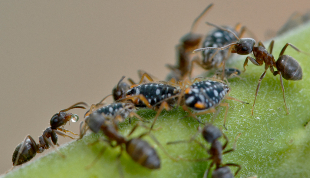 Nutztierhaltung bei den Ameisen: Symbiose Ameise-Blattlaus
Auf einer unserer Weiden hütet ein lokaler Ameisenstamm seine Blattlauskolonie.
Das Augenmerk gilt der Ameise links unten sowie der kleinen Blattlaus.
Nach langer Stimulation des Hinterleibs der Blattlaus folgt der ersehnte zuckerhaltige Saft, der wie in den folgenden Bildern zu sehen, begierig aufgenommen wird.
Schlüsselwörter: Symbiose, Ameise, Blattlaus, Weide