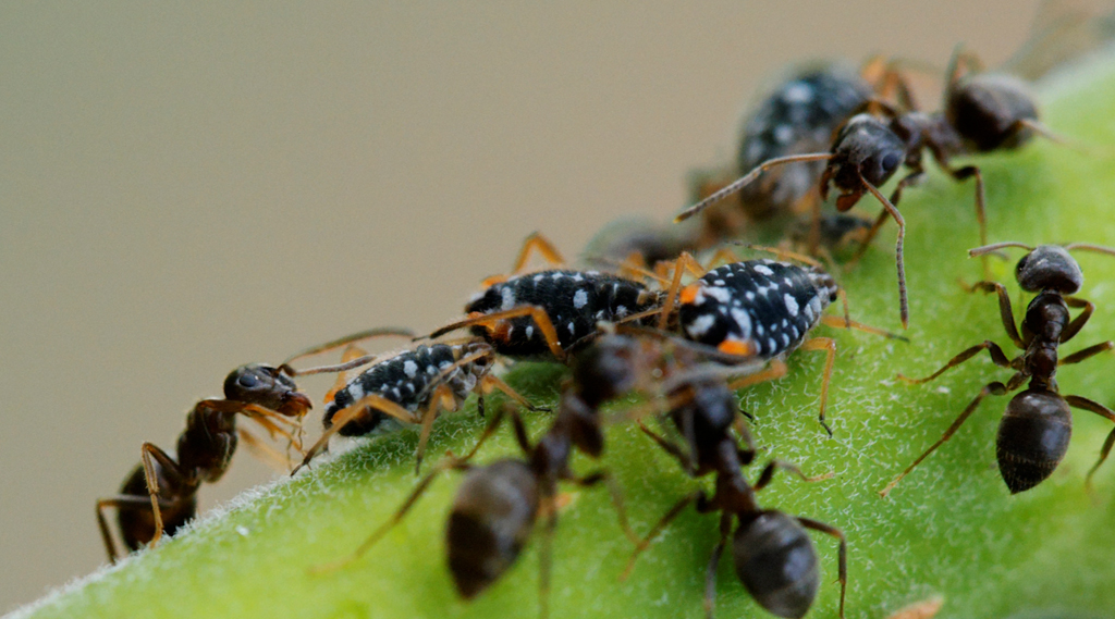 Nutztierhaltung bei den Ameisen: Symbiose Ameise-Blattlaus
Auf einer unserer Weiden hütet ein lokaler Ameisenstamm seine Blattlauskolonie.
Das Augenmerk gilt der Ameise links unten sowie der kleinen Blattlaus.
Nach langer Stimulation des Hinterleibs der Blattlaus folgt der ersehnte zuckerhaltige Saft, der wie in den folgenden Bildern zu sehen, begierig aufgenommen wird.
Als Gegenleistung soll die Ameise die Blattlaus vor Feinden schützen.
(Vielleicht gelingt mir eine solche Fotografie auch noch mal)
Schlüsselwörter: Ameise, Blattlaus, Weide, Symbiose