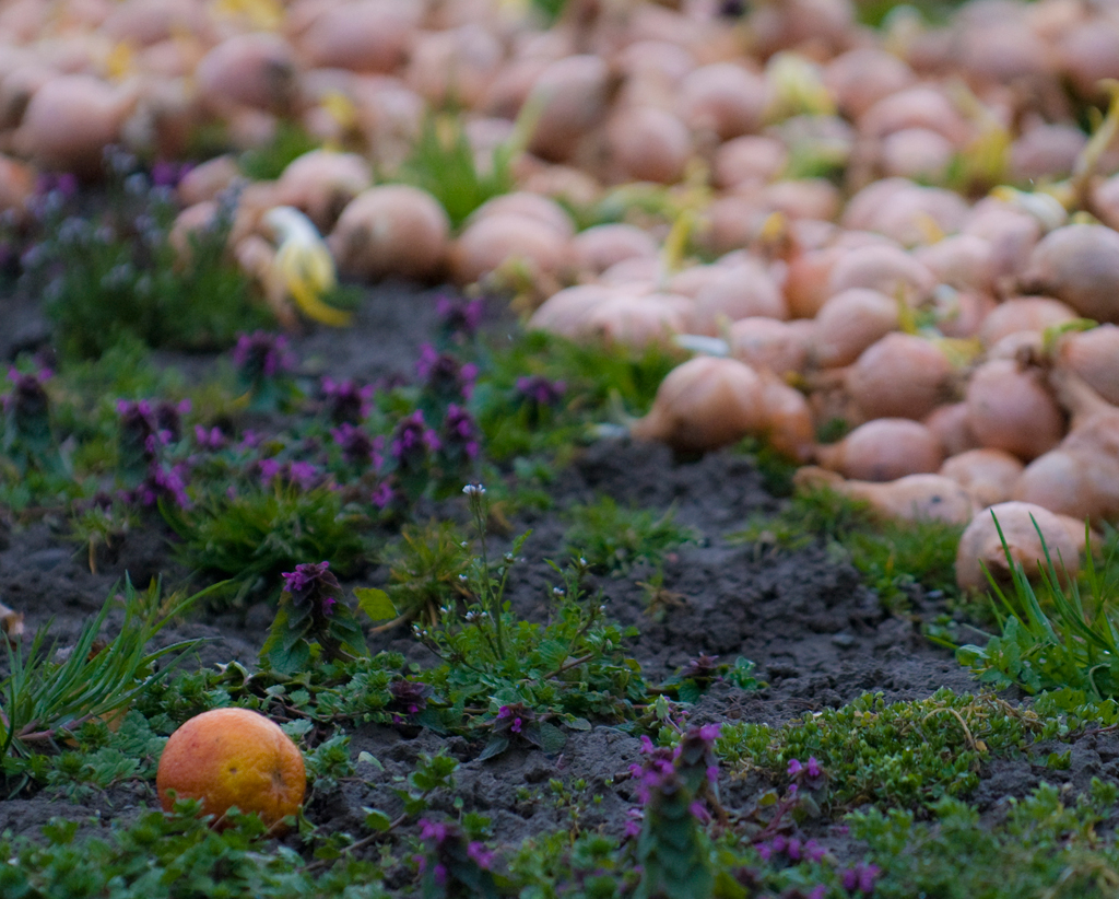 Aussenseiter
Herbstliche Überbleibsel auf einem Feld

