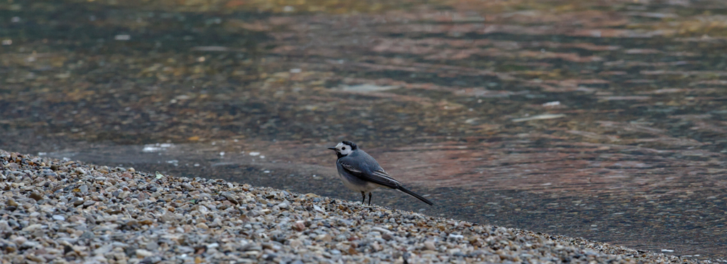Bachstelze am Strand des Lago di Lugano
Schlüsselwörter: Bachstelze, Vogel, Strand