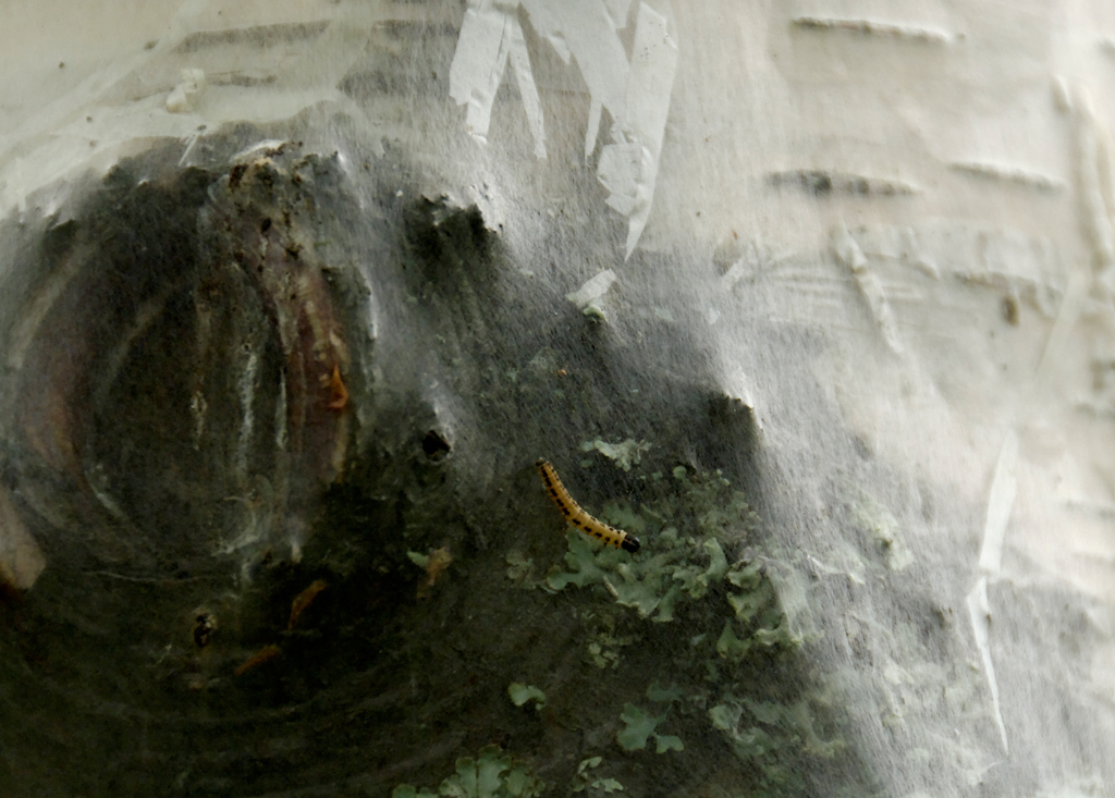 Wahrscheinlich Gespinstmotte
In Finnland (Umgebung Rovaniemi) sahen wir vor 2 Jahren ganze Bäume / Büsche in ein weisses Gespinst gehüllt, ein Phänomen, welches sich offenbar zyklisch alle paar Jahre wiederholt. Ob es sich tatsächlich um Raupen einer Gespinstmotte handelt, konnte ich bis jetzt noch nicht verifizieren.
Schlüsselwörter: Gespinst, Raupe, Birke, Finnland