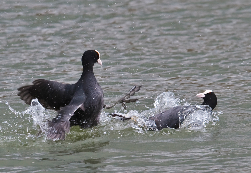 Revierkampf der Blaesshuehner
