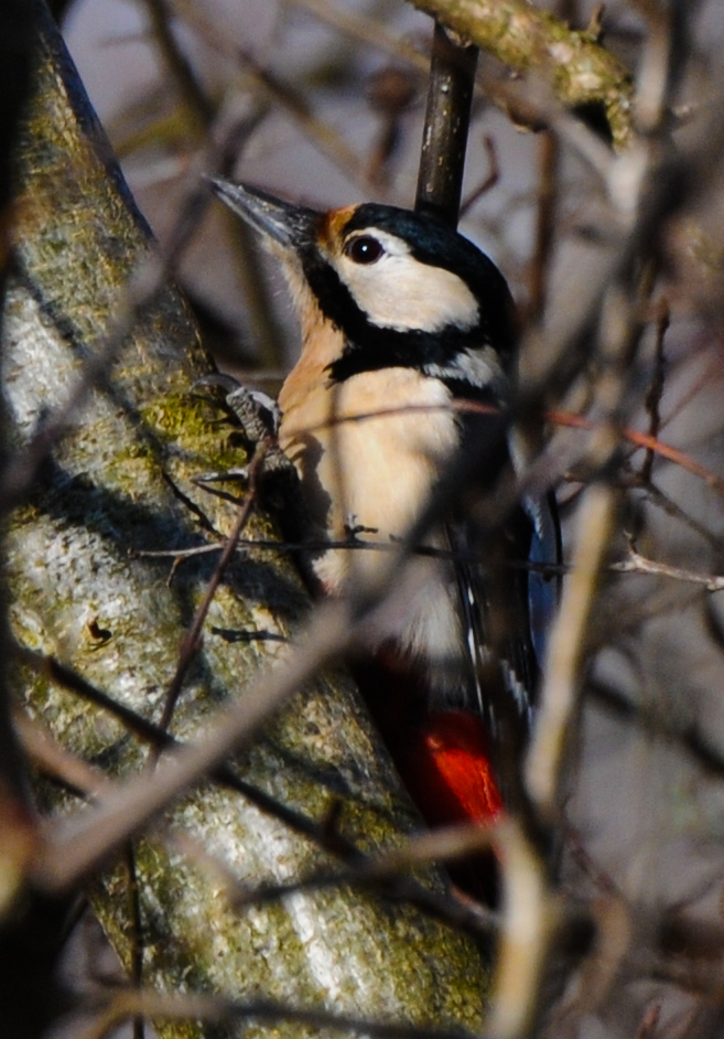 junges Buntspecht-Weibchen
sind die erfahrenen Ornithologen unter uns mit der Identifizierung einverstanden?
Schlüsselwörter: Buntspecht, Klingnau