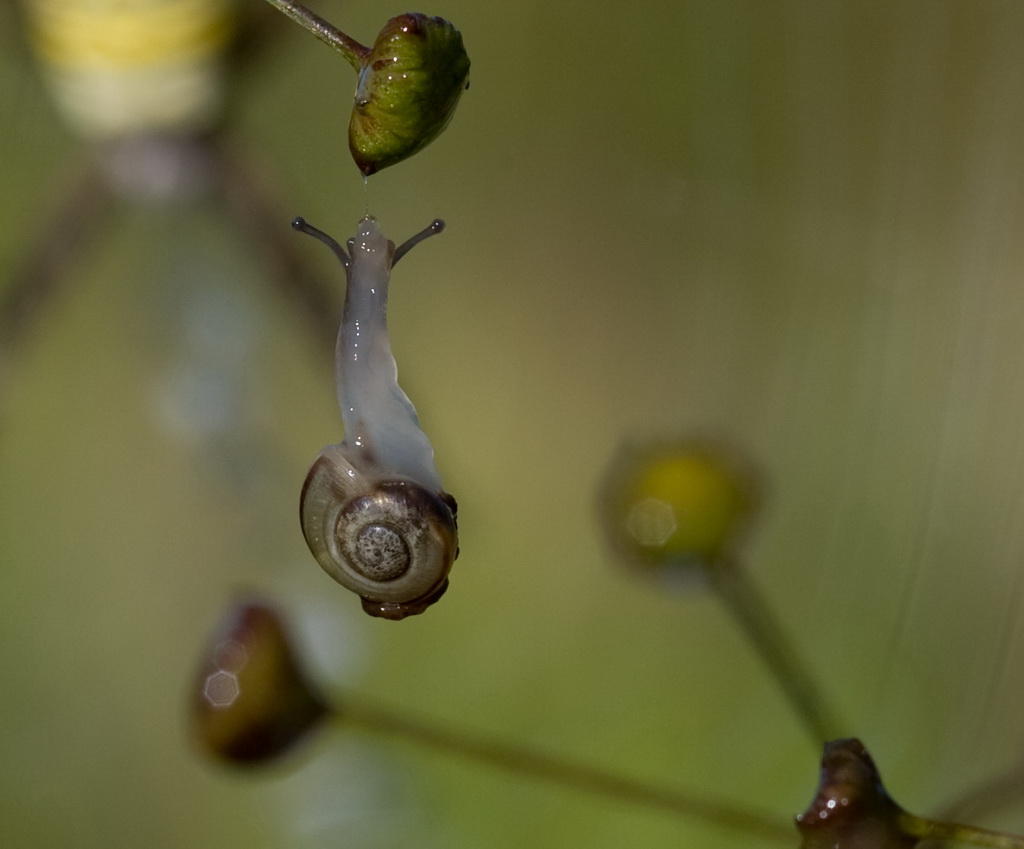 Das Leben hängt am seidenen Faden
