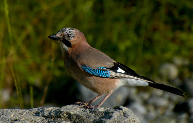 Eichelhaeher
Schlüsselwörter: Eichelhaeher