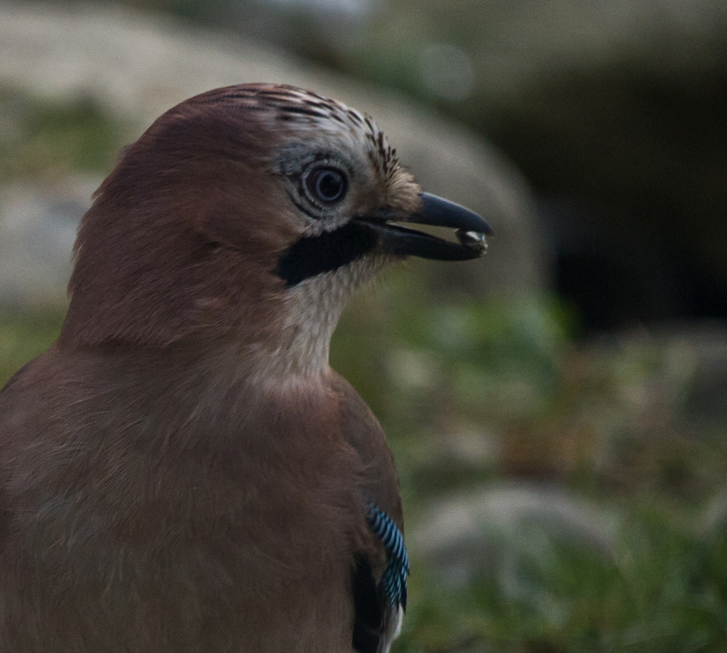ein weiterer Eichelhaeher in unserem Garten
