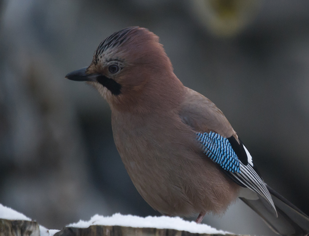 Eichelhaeher in unserem Garten
