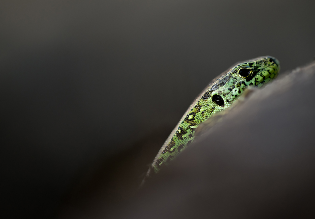 Die Eidechse, die aus den Steinen kam
