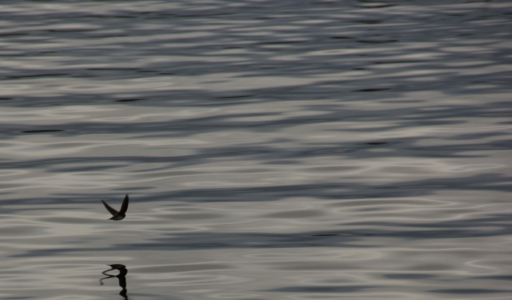 Schwalbe am Kemijoki
