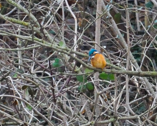 Eisvogel
Hoffe, dass bessere Bilder vom Eisvogel folgen. Auf Spaziergang (mit nur 200 mm) kam ich halt nicht nahe genug an diesen prächtigen Vogel heran.
Schlüsselwörter: Eisvogel