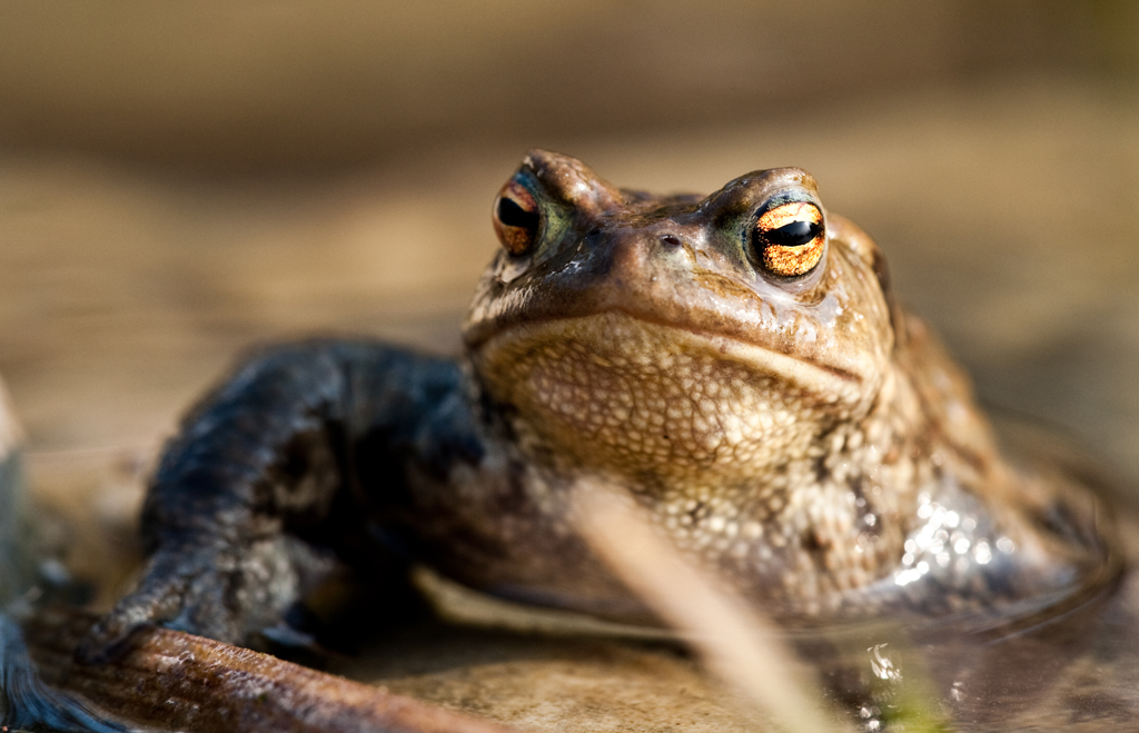 Erdkroete
Im Frühjahr quoll unser Teich über von "balzenden" Erdkroeten. Das Ergebnis waren Tausende von winzigen Kroeten, die unsern Garten bevölkerten, bevor sie sich wieder unter die Hecke, zwischen die Steine etc zurückzogen, bzw. gefressen wurden.
Schlüsselwörter: Erdkroete