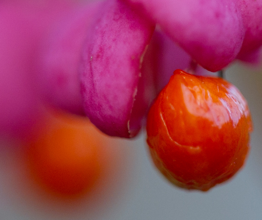 Euonymus europaeus, Früchte
Schlüsselwörter: Euonymus, Pfaffenhuetchen, rot, orange, Pflanze, Fruechte