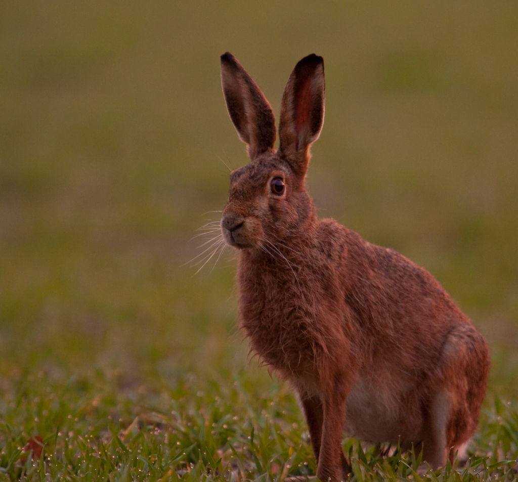 Feldhase
Dieser Prachtshase näherte sich unserem Tarnzelt bis auf ca 12-15m. Beinahe schon zu nahe!
Schlüsselwörter: Feldhase