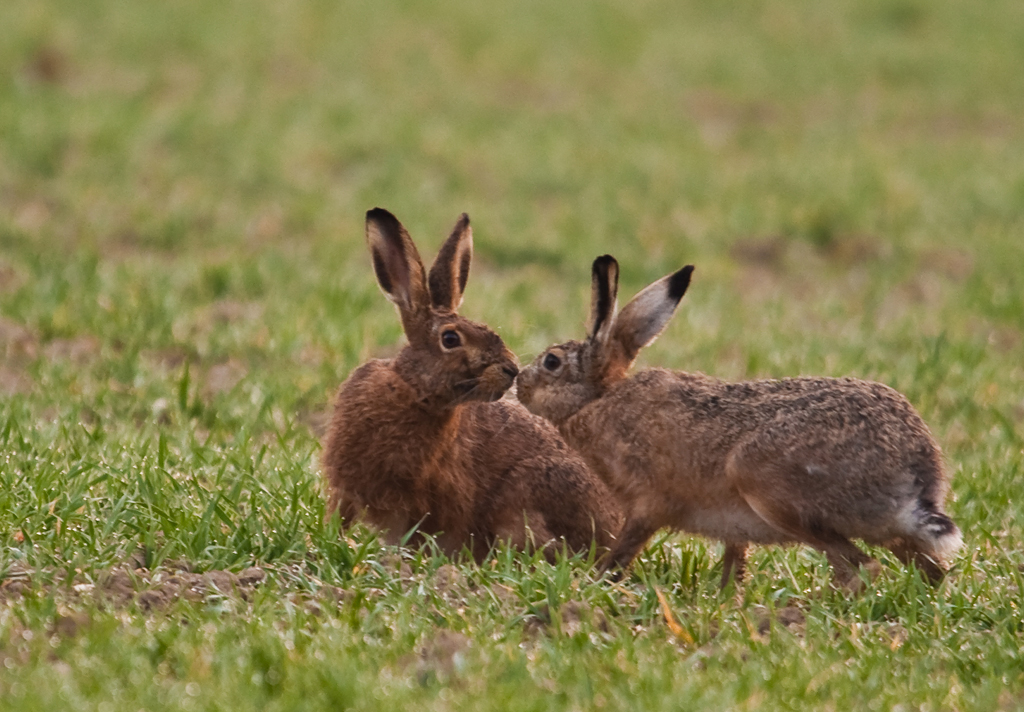 Feldhasen
Das Tarnzelt ermöglicht in der Nähe von Krummbach das Fotografieren von Feldhasen
Schlüsselwörter: Feldhase