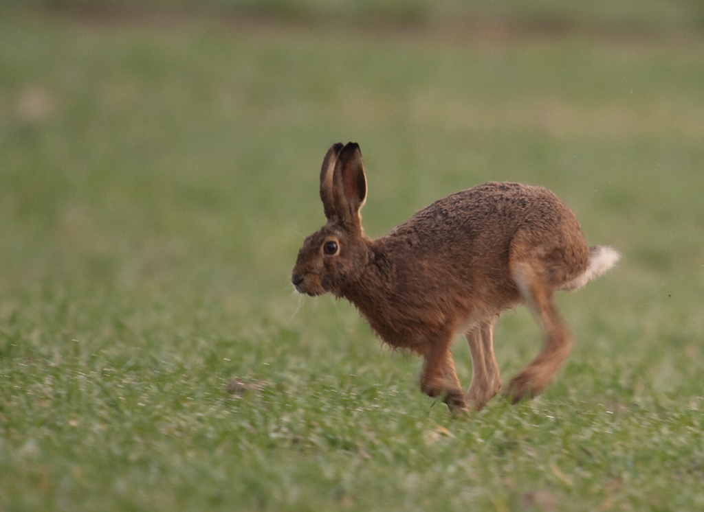 Feldhase
Aus dem Tarnzelt heraus lassen sich zuverlässig Feldhasen in der Nähe von Krummbach fotografieren. Braucht einfach Zeit/Geduld.
Schlüsselwörter: Feldhase