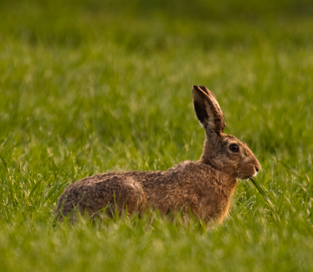 Feldhase am frühen Morgen
Schlüsselwörter: Feldhase, Hase, Krummbach