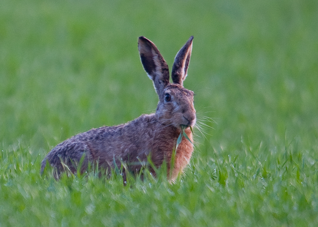 Feldhase bei aufgehender Sonne
Schlüsselwörter: Feldhase, Hase