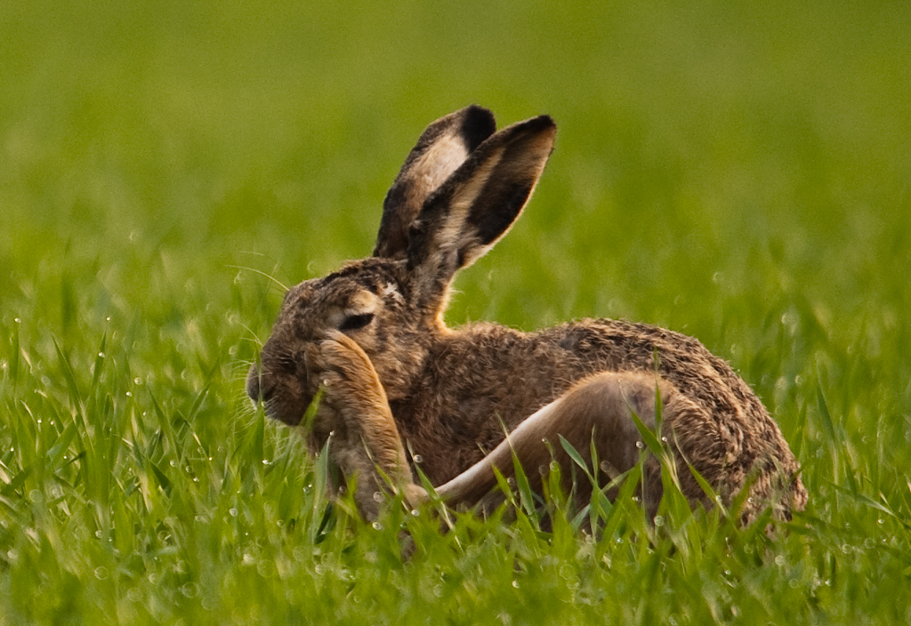 Feldhase bei der Morgentoilette
Schlüsselwörter: Hase, Feldhase