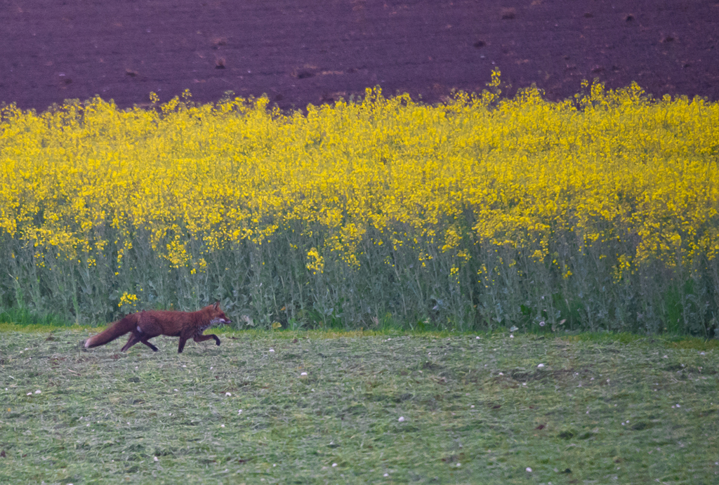Fuchs vor Rapsfeld
Wie gesagt, leider kam der Fuchs an diesem frühen Morgen meinem Tarnzelt nicht näher, aber die Farben entschädigen völlig.
Schlüsselwörter: Fuchs, Rapsfeld, Acker, gelb, grün, braun