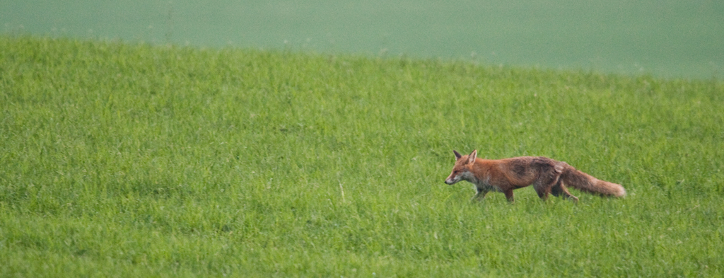 Schnürender Fuchs am frühen Morgen
Schlüsselwörter: Fuchs