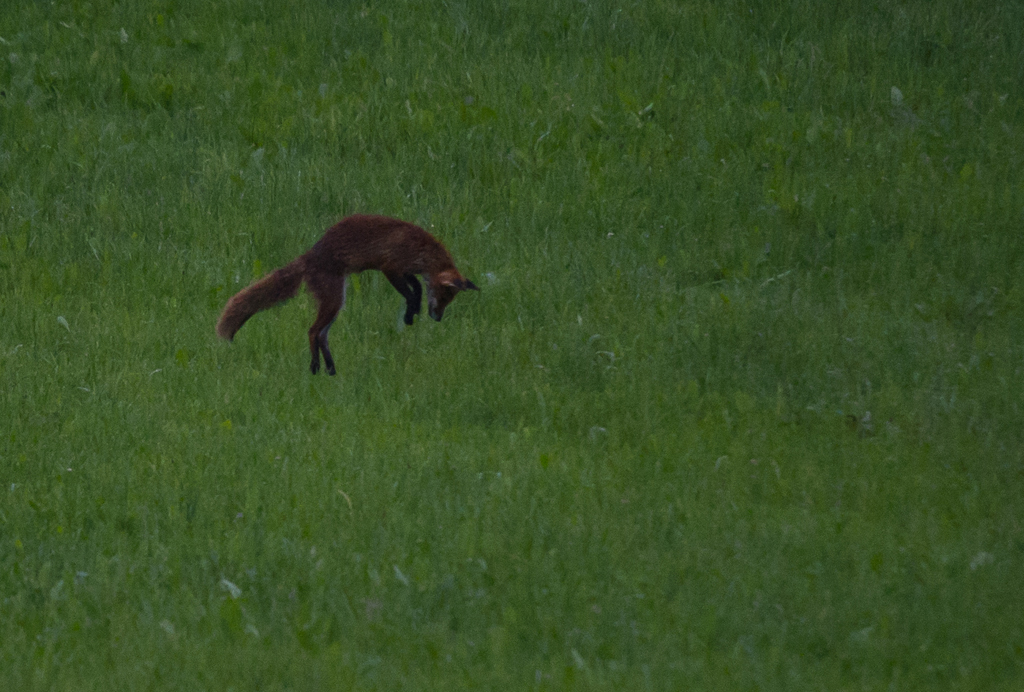 Fuchssprung
Heute morgen um 05.50h konnte ich zwei Füchse beim Mausen beobachten. Leider war dieser Sprung nicht erfolgreich
Schlüsselwörter: Fuchs, Jagd, Fuchssprung, Mausen